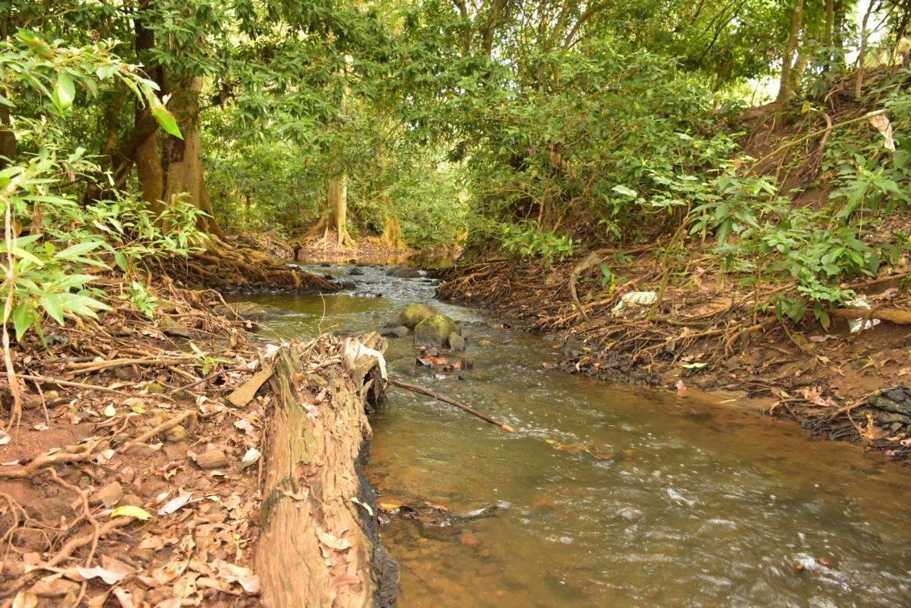 Jungle View River Camping Udawalawe Eksteriør billede